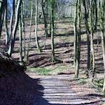 image: Image from the photoset ‘
wood (xxxvii)
’.