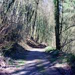 image: Image from the photoset ‘
wood (xxxvii)
’.