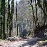 image: Image from the photoset ‘
wood (xxxvii)
’.