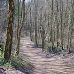 image: Image from the photoset ‘
wood (xxxvii)
’.