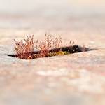 Image: Fifth image from the photoset 'fond–de–gras (i)'.