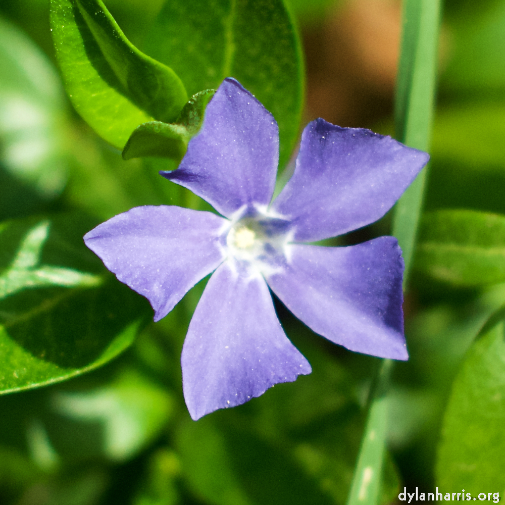 image: This is ‘
flower (xiv) 1
’.