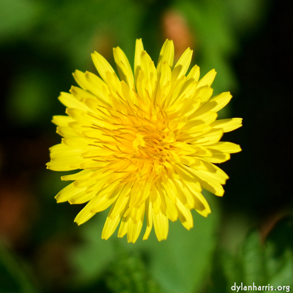 image: This is ‘
flower (xiv) 2
’.