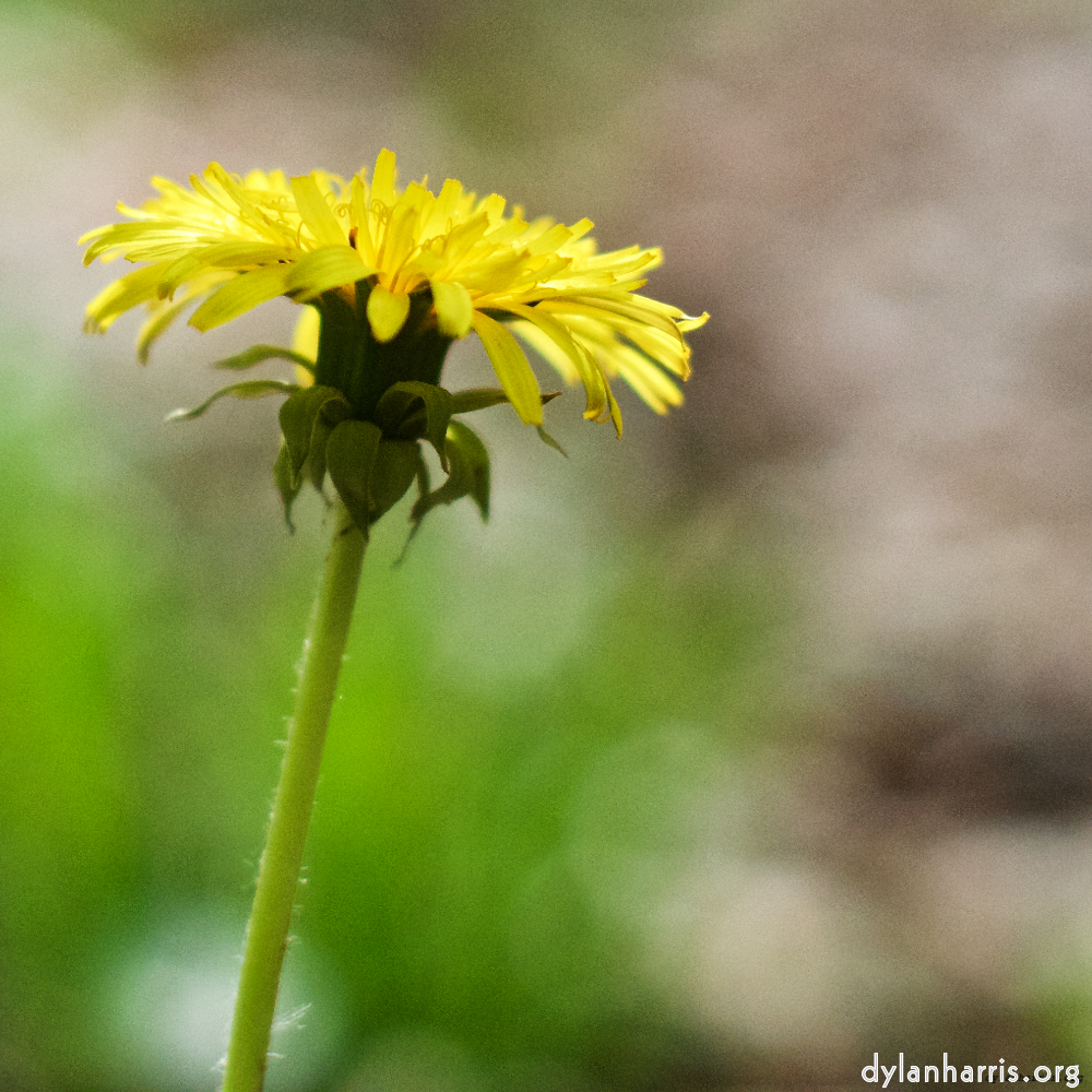 image: This is ‘
flower (xiv) 4
’.