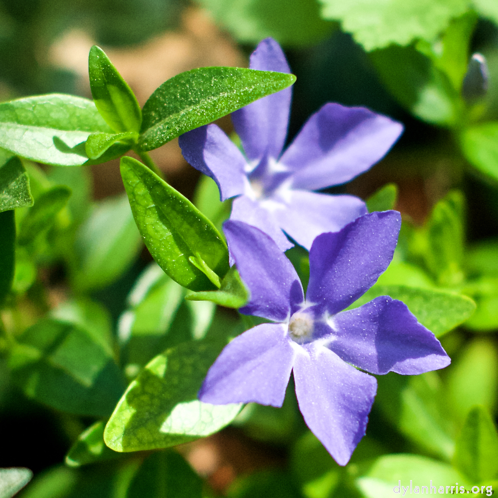 image: This is ‘
flower (xiv) 5
’.