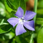 Image: First image from the photoset 'flower (xiv)'.