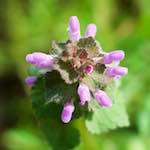 Image: Third image from the photoset 'flower (xiv)'.