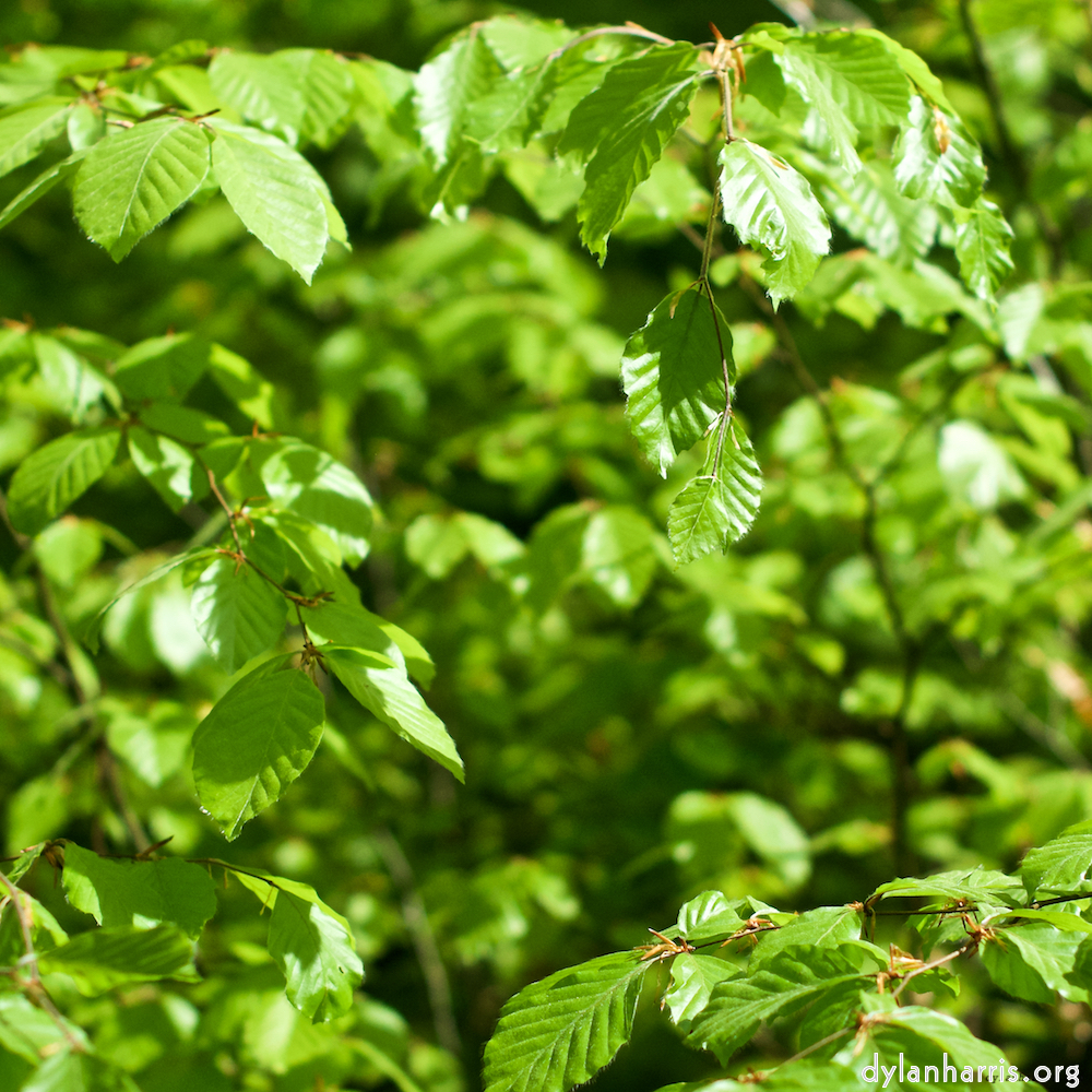 image: This is ‘
wood (xxx) 1
’.