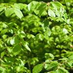 image: Image from the photoset ‘
wood (xxx)
’.