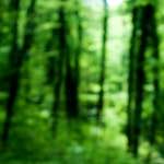 image: Image from the photoset ‘
wood (xxx)
’.