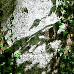 image: Image from the photoset ‘
wood (xxx)
’.