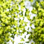 image: Image from the photoset ‘
wood (xxx)
’.