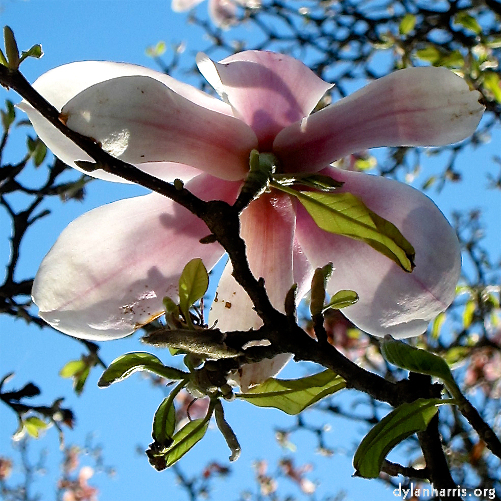 image: Voici ‘fleurs d’esch (cxxv) 1’.