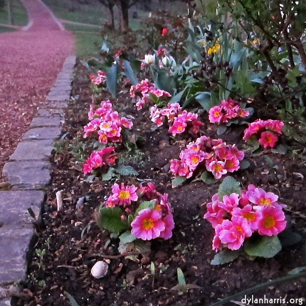 image: Voici ‘fleurs d’esch (cxxv) 2’.