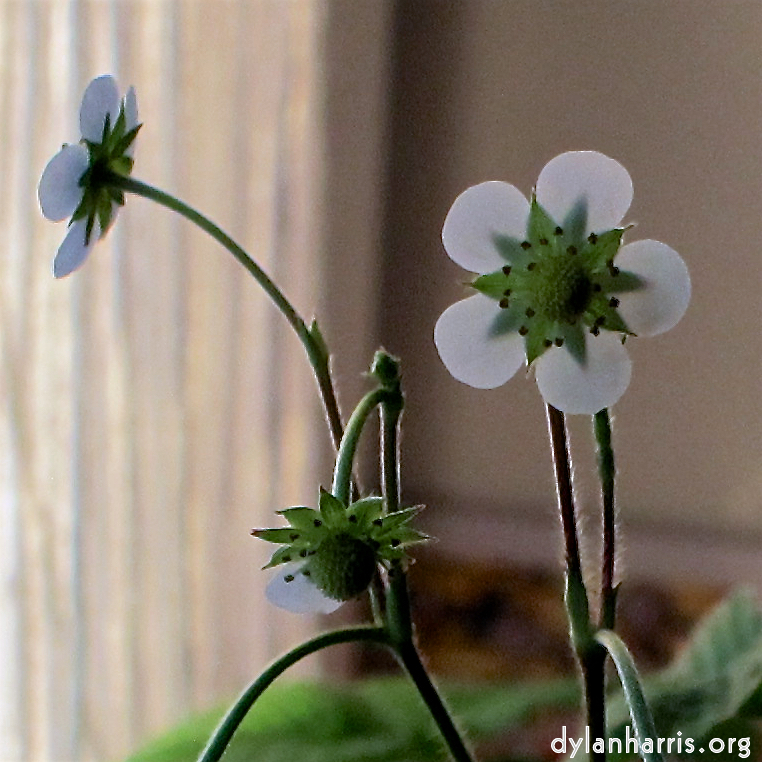 image: Voici ‘fleurs d’esch (cxxv) 3’.