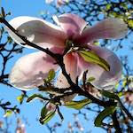 image: Image du photoset ‘fleurs d’esch (cxxv)’.