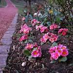 image: Image du photoset ‘fleurs d’esch (cxxv)’.