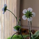 image: Image du photoset ‘fleurs d’esch (cxxv)’.