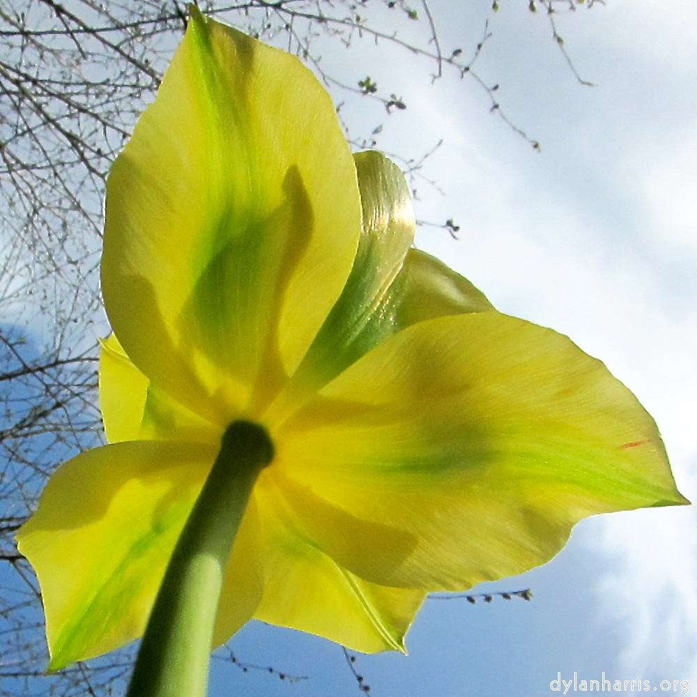 image: This is ‘escher blummen (cxxvi) 1’.