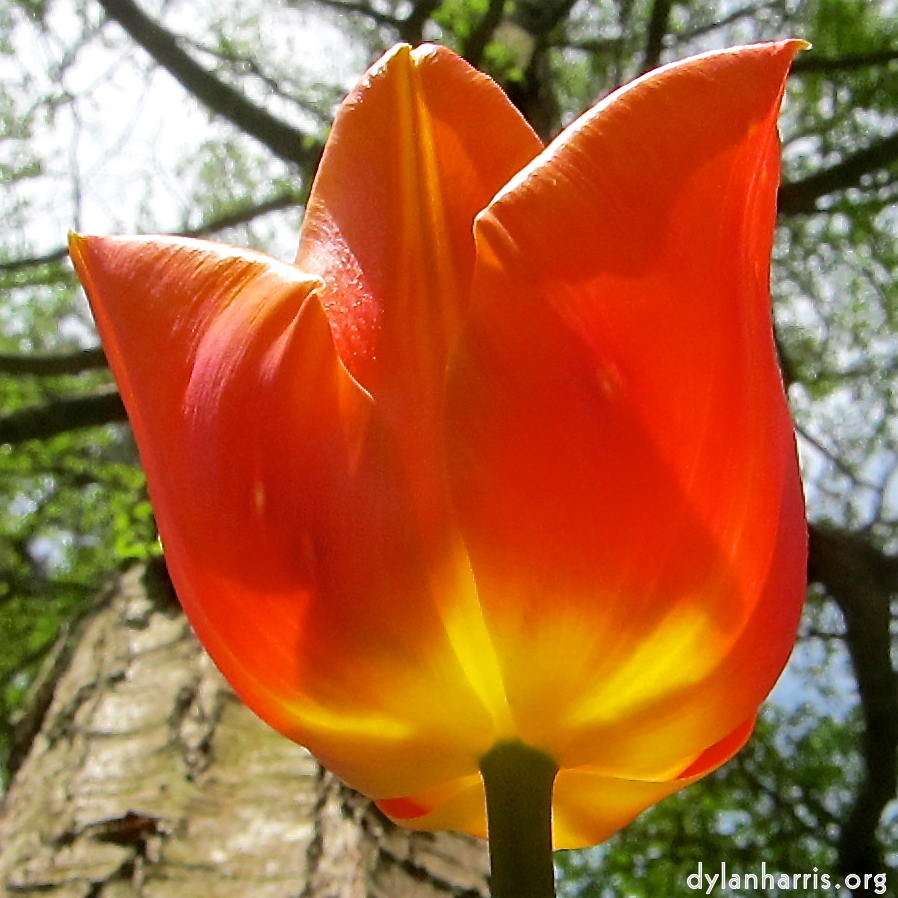 image: This is ‘escher blummen (cxxvi) 2’.