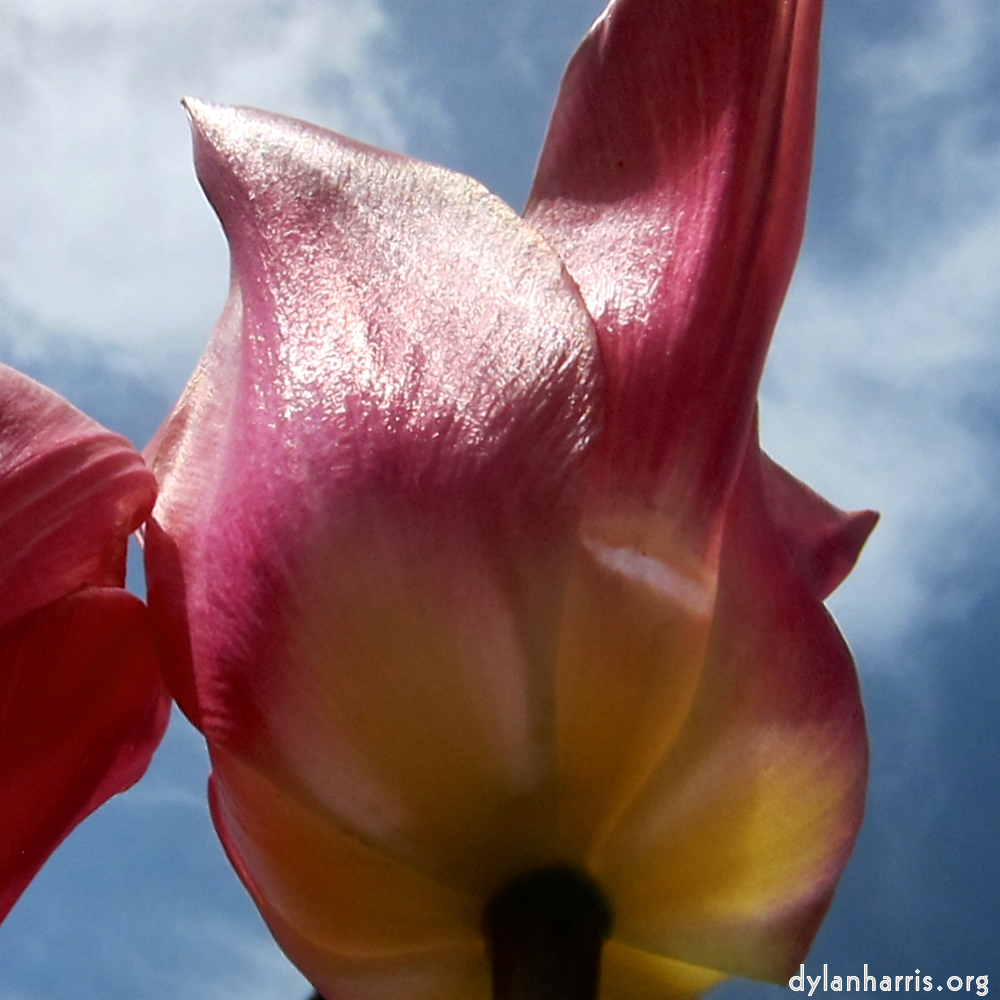 image: This is ‘escher blummen (cxxvi) 4’.