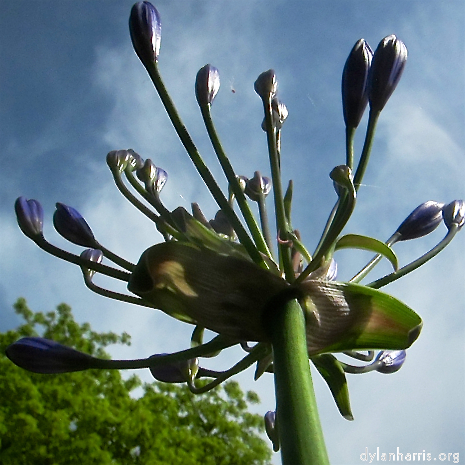 image: This is ‘escher blummen (cxxvi) 5’.