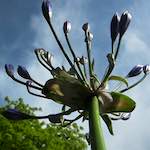 image: Image from the photoset ‘escher blummen (cxxvi)’.