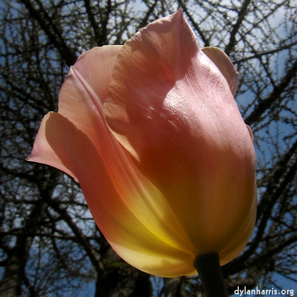 image: Voici ‘fleurs d’esch (cxxvii) 3’.