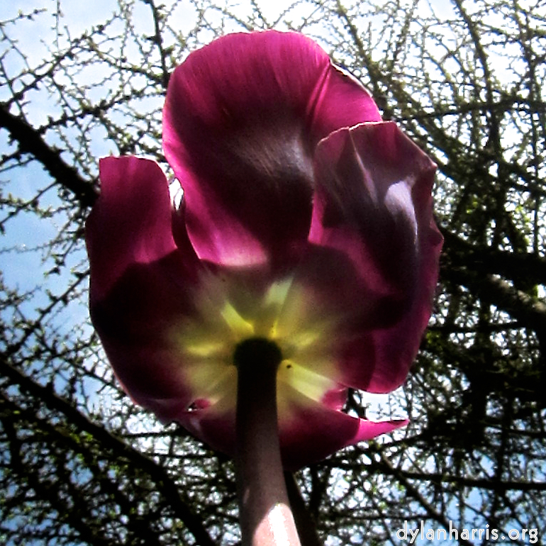 image: Voici ‘fleurs d’esch (cxxvii) 4’.