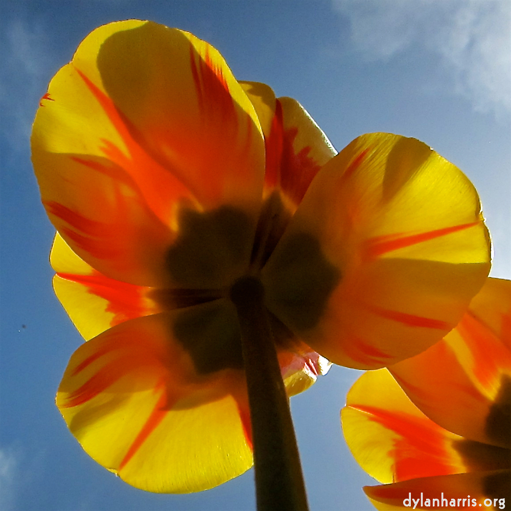 image: Voici ‘fleurs d’esch (cxxvii) 5’.