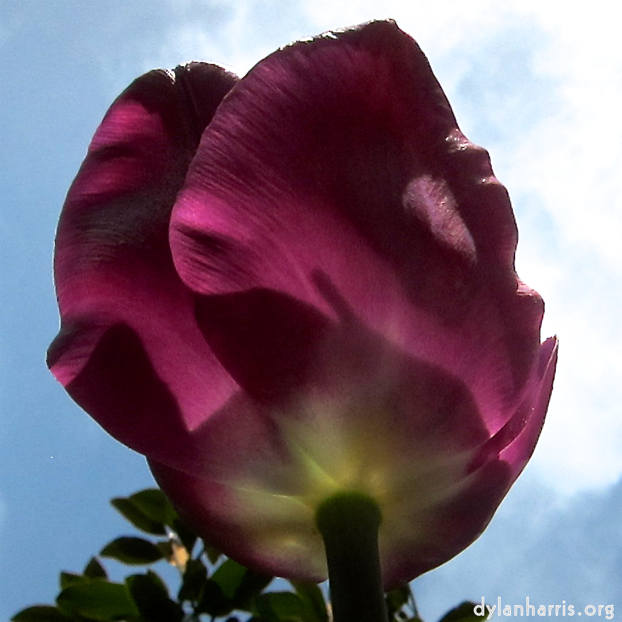 image: Voici ‘fleurs d’esch (cxxvii) 6’.