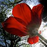 image: Image du photoset ‘fleurs d’esch (cxxvii)’.