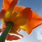 image: Image du photoset ‘fleurs d’esch (cxxvii)’.