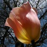 image: Image du photoset ‘fleurs d’esch (cxxvii)’.