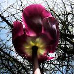 image: Image du photoset ‘fleurs d’esch (cxxvii)’.