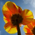 image: Image du photoset ‘fleurs d’esch (cxxvii)’.