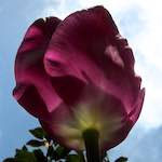 image: Image du photoset ‘fleurs d’esch (cxxvii)’.