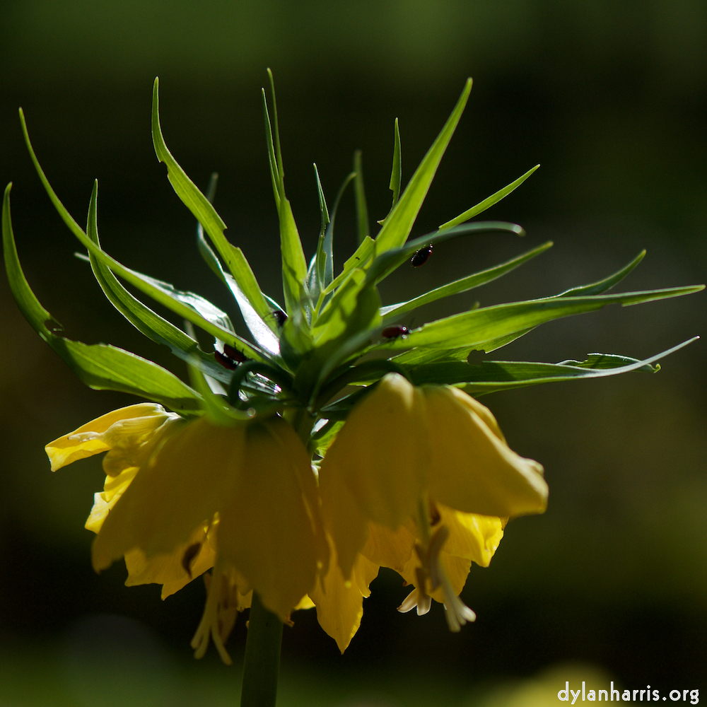 image: Voici ‘fleurs d’esch (cxxviii) 2’.