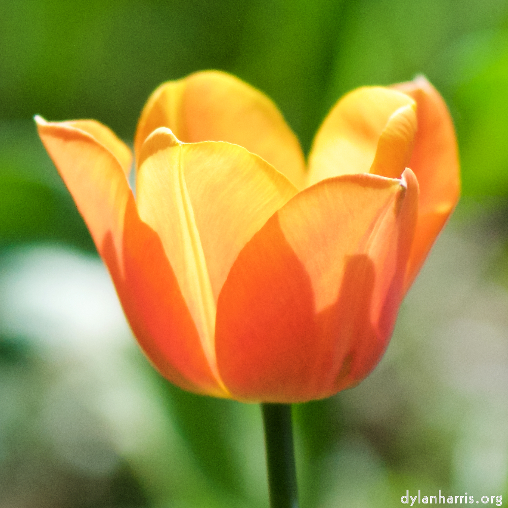 image: Voici ‘fleurs d’esch (cxxviii) 3’.