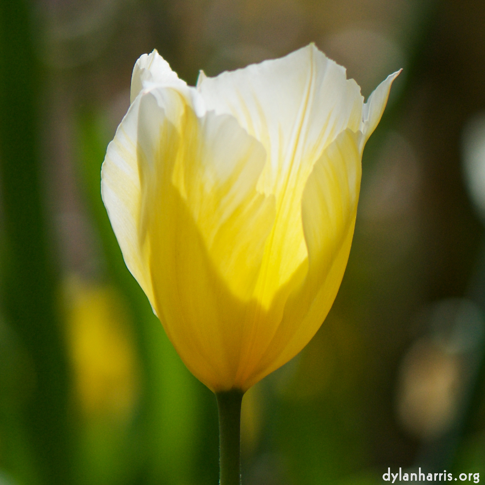 image: Voici ‘fleurs d’esch (cxxviii) 4’.