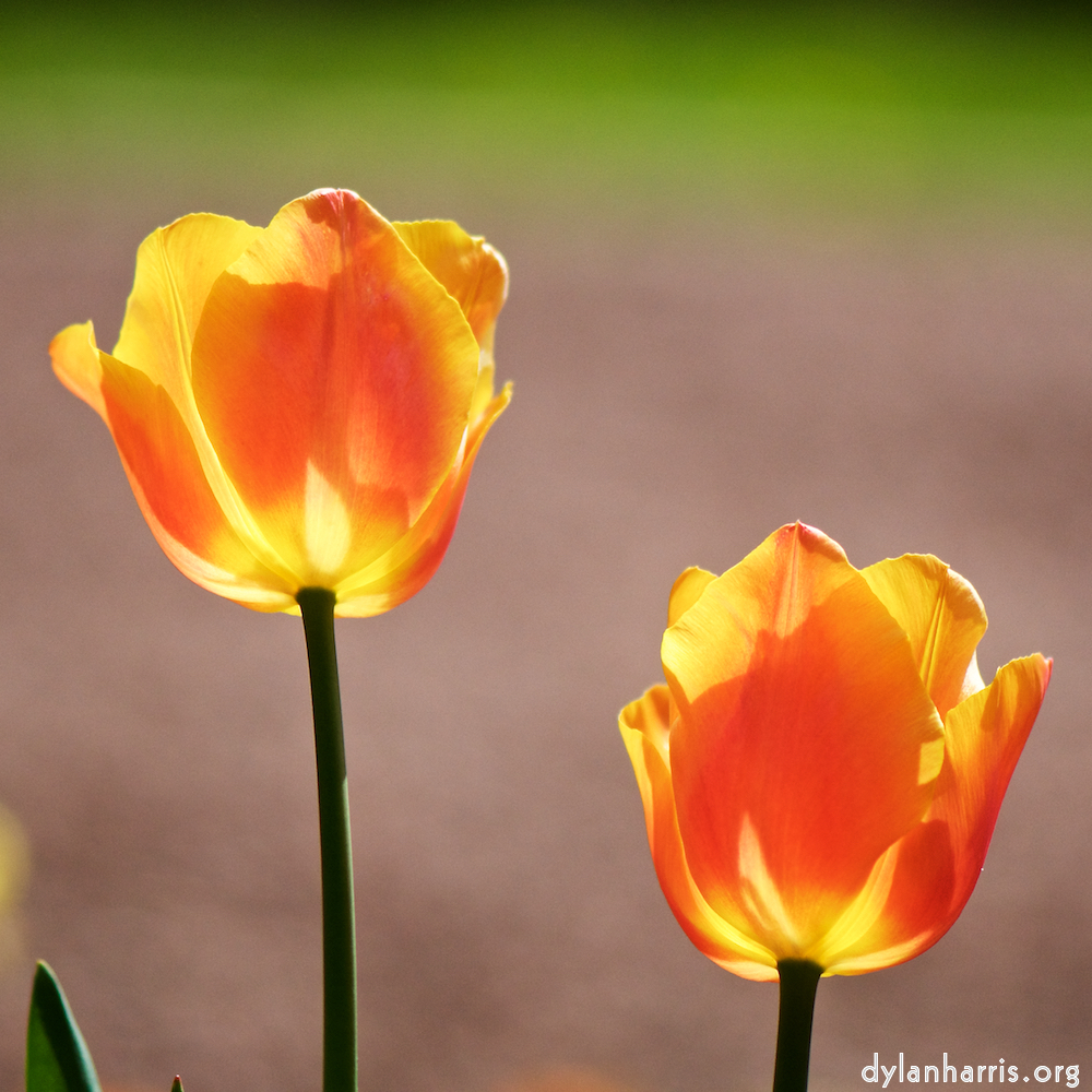 image: Voici ‘fleurs d’esch (cxxviii) 5’.