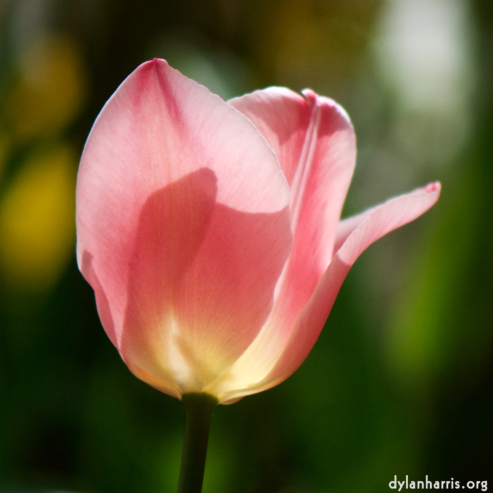 image: Voici ‘fleurs d’esch (cxxviii) 6’.