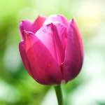 image: Image du photoset ‘fleurs d’esch (cxxviii)’.