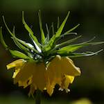 image: Image du photoset ‘fleurs d’esch (cxxviii)’.