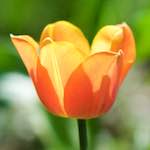 image: Image du photoset ‘fleurs d’esch (cxxviii)’.