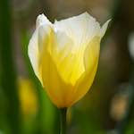 image: Image du photoset ‘fleurs d’esch (cxxviii)’.