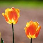 image: Image du photoset ‘fleurs d’esch (cxxviii)’.