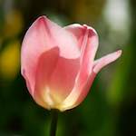 image: Image du photoset ‘fleurs d’esch (cxxviii)’.