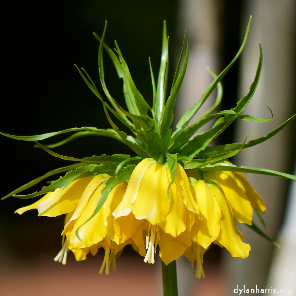 image: This is ‘
escher blummen (cxxix) 1
’.