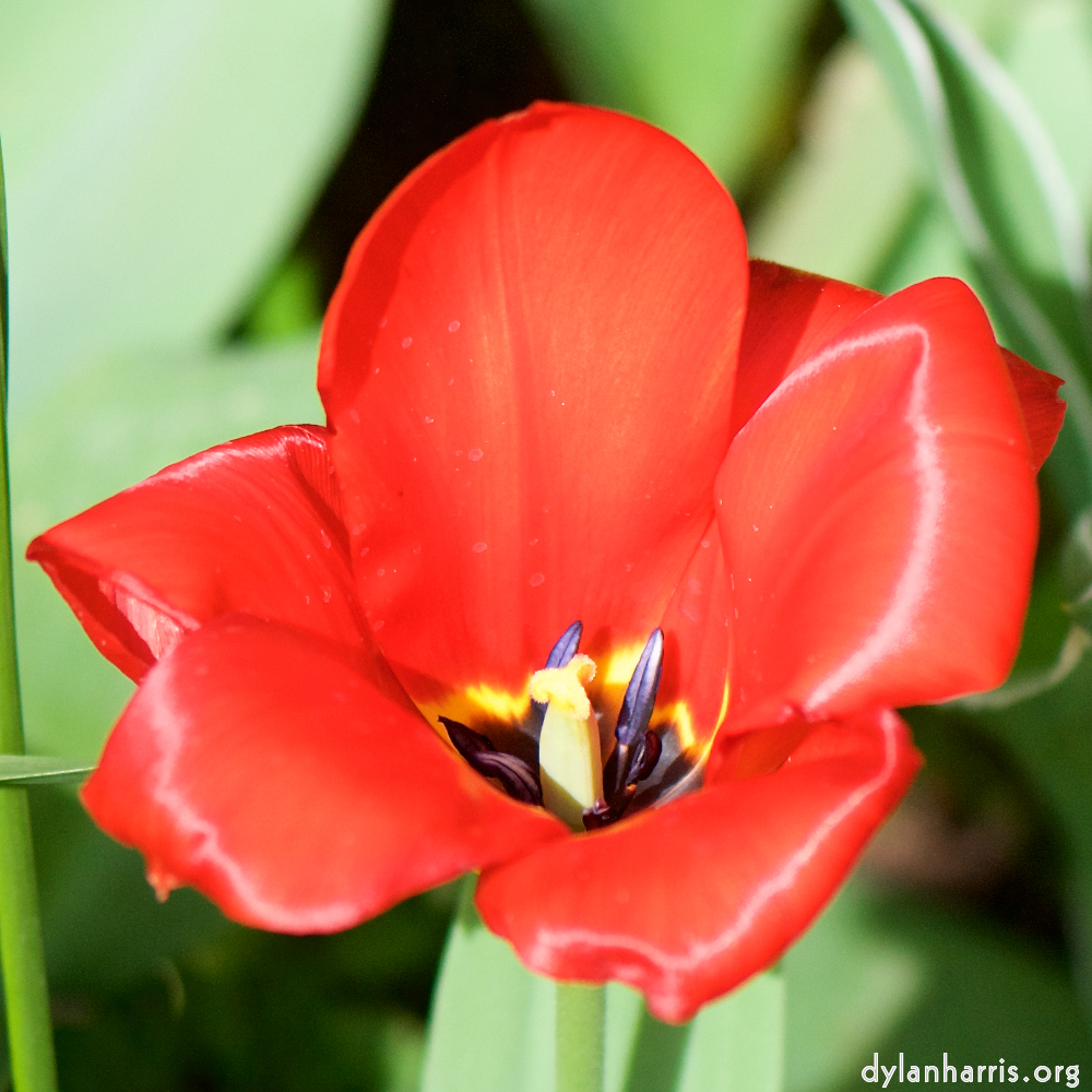 image: This is ‘
escher blummen (cxxix) 2
’.